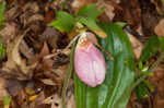 Pink lady's slipper <BR>Moccasin flower